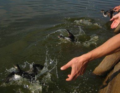 Residentes en Utah llevan aves sobrevivientes hasta estanques